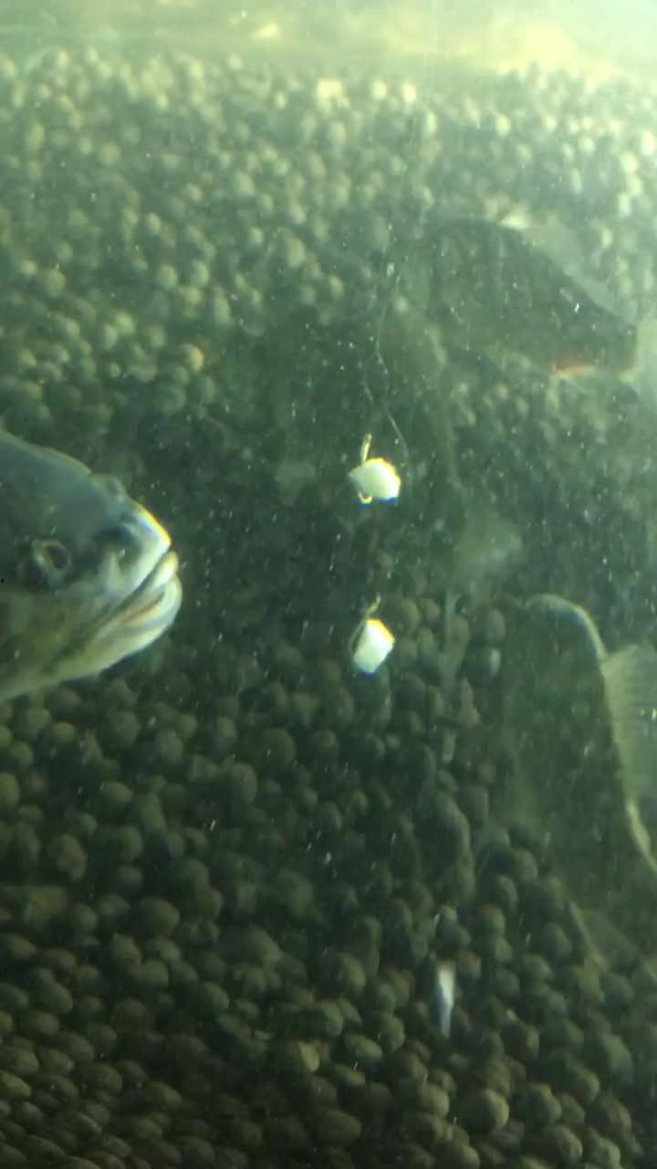 小鱼吃瓜视频,揭秘网络热点的幕后故事