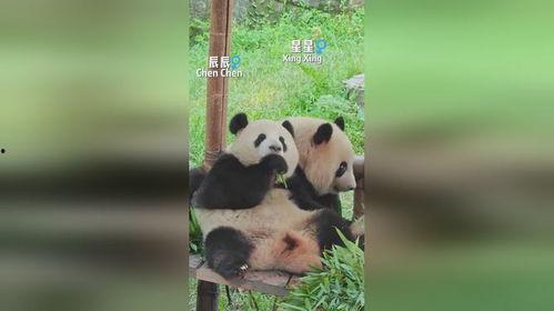 星星辰辰吃瓜,揭秘娱乐圈幕后故事